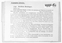Endophyllum kaernbachii image